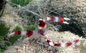 Banded Coral Shrimp - Stenopus hispidus