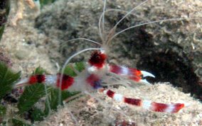 Banded Coral Shrimp - Stenopus hispidus