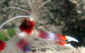 Banded Coral Shrimp - Stenopus hispidus