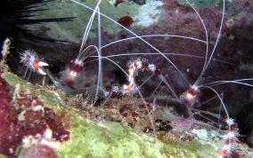 Banded Coral Shrimp - Stenopus hispidus