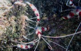 Banded Coral Shrimp - Stenopus hispidus