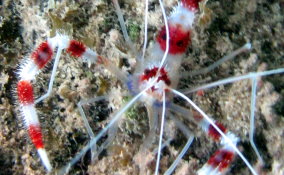 Banded Coral Shrimp - Stenopus hispidus