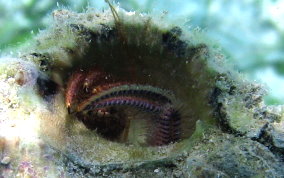 Bareye Hermit Crab - Dardanus focosus