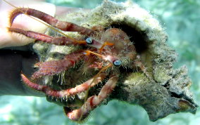 Bareye Hermit Crab - Dardanus focosus