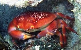 Batwing Coral Crab - Carpilius corallinus