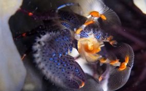 Banded Blue Porcelain Crab - Petrolisthes caribensis