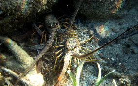 Caribbean Spiny Lobster - Panulirus argus 