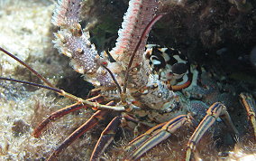 Caribbean Spiny Lobster - Panulirus argus 