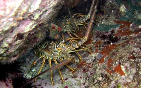 Caribbean Spiny Lobster - Panulirus argus 