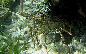 Caribbean Spiny Lobster - Panulirus argus 