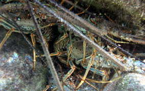 Caribbean Spiny Lobster - Panulirus argus 