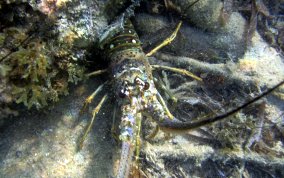 Caribbean Spiny Lobster - Panulirus argus 