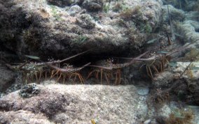 Caribbean Spiny Lobster - Panulirus argus 