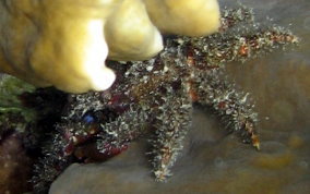 Paved Clinging Crab - Mithrax verrucosus