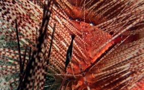 Commensal Urchin Shrimp - Stegopontonia commensalis