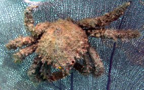 Hairy Clinging Crab - Mithrax pilosus