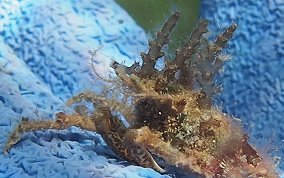 Decorator Crab - Caribbean