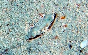 Flatface Swimming Crab - Achelous depressifrons