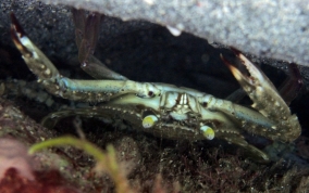 Flatface Swimming Crab - Achelous depressifrons