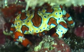 Gaudy Clown Crab - Platypodiella spectabilis 