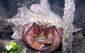 Giant Hermit Crab - Petrochirus diogenes 