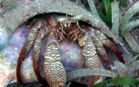 Giant Hermit Crab - Petrochirus diogenes 