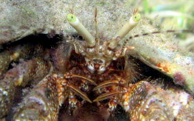 Giant Hermit Crab - Petrochirus diogenes 