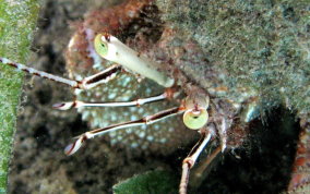 Giant Hermit Crab - Petrochirus diogenes 