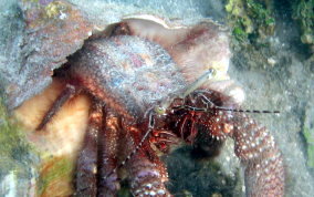 Giant Hermit Crab - Petrochirus diogenes 