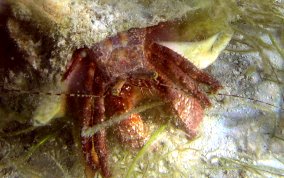 Giant Hermit Crab - Petrochirus diogenes 