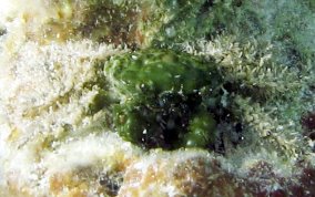 Green Clinging Crab -  Mithrax sculptus