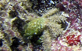 Green Clinging Crab