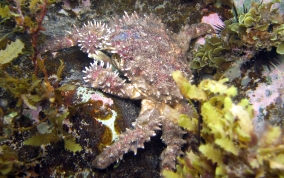 Hairy Clinging Crab - Mithrax pilosus