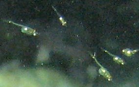 Mysid Shrimp - Mysidium spp. 