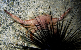 Ocellate Swimming Crab - Portunus sebae