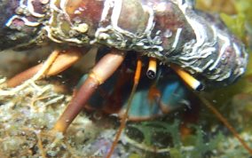 Orange Claw Hermit Crab - Calcinus tibicen