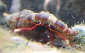 Orange Claw Hermit Crab - Calcinus tibicen