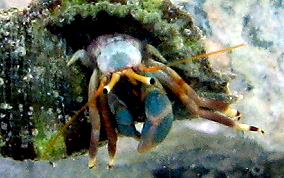 Orange Claw Hermit Crab - Calcinus tibicen