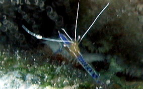 Pederson Cleaning Shrimp - Periclimenes pedersoni