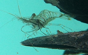 Transparent Prawn (Shrimp) - Palaemon sp.