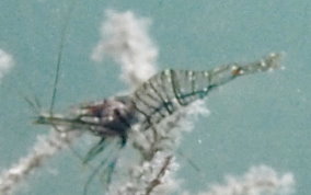 Transparent Prawn (Shrimp) - Palaemon sp.