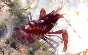 Red Snapping Shrimp - Alpheus sp.