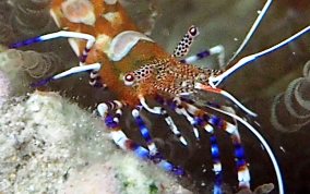 Spotted Cleaner Shrimp - Periclimenes yucatanicus 