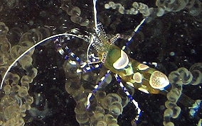 Spotted Cleaner Shrimp - Periclimenes yucatanicus 