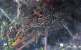 Spotted Spiny Lobster - Panulirus guttatus