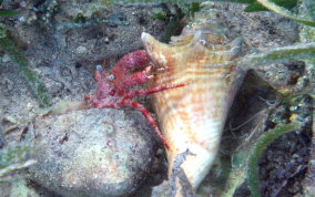 Stareye Hermit Crab - Dardanus venosus