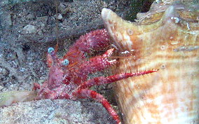 Stareye Hermit Crab - Dardanus venosus