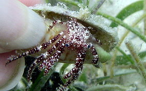 White Speckled Hermit Crab - Paguristes punticeps 