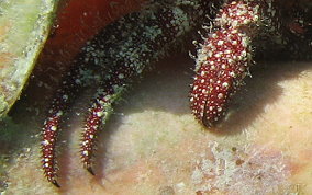 White Speckled Hermit Crab - Paguristes punticeps 