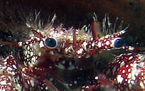 White Speckled Hermit Crab - Paguristes punticeps 